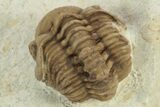 Enrolled Kainops Trilobite - Black Cat Mountain, Oklahoma #241426-1